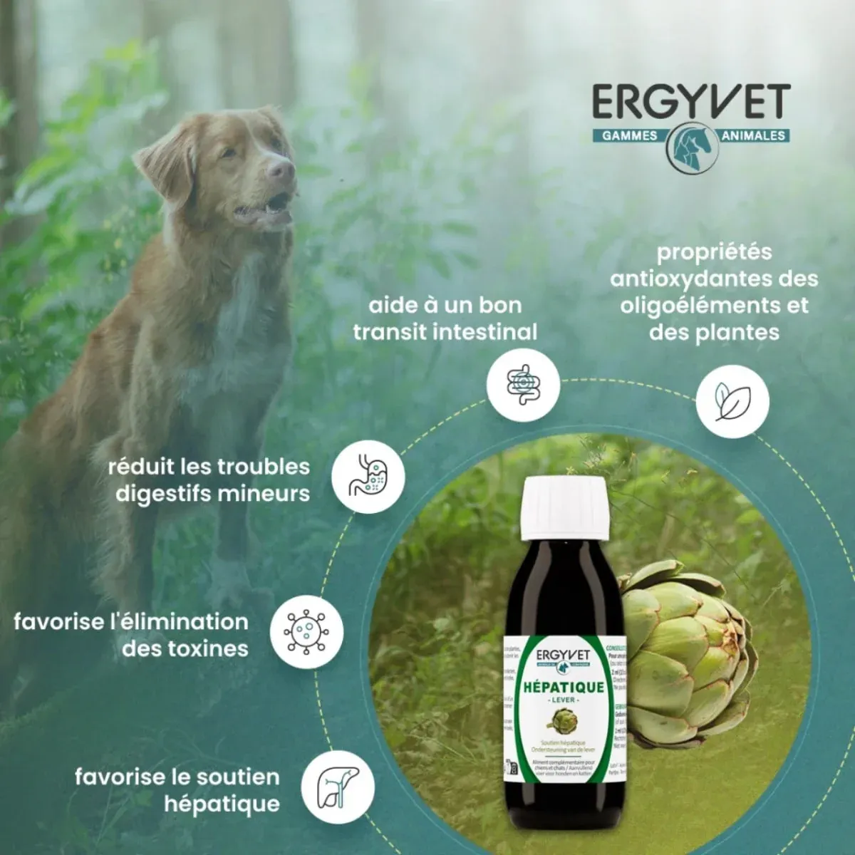 Soutien Hépatique - Chien et Chat - 100 ml - Ergyvet – Image 2